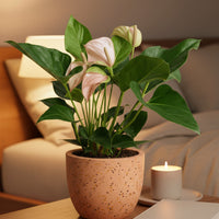 Anthurium Flamingo Pink