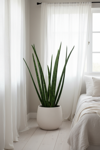 African Spear Plant - Potted plant -  Tumbleweed Plants