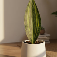 Whale Fin Variegated Snake Plant - Large
