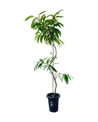 Ficus Amsterdam King Bending - grow pot - Potted plant - Tumbleweed Plants - Online Plant Delivery Singapore