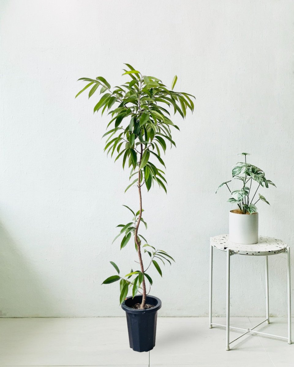 Ficus Amsterdam King Bending - grow pot - Potted plant - Tumbleweed Plants - Online Plant Delivery Singapore
