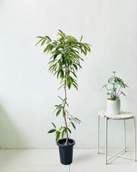 Ficus Amsterdam King Bending - grow pot - Potted plant - Tumbleweed Plants - Online Plant Delivery Singapore