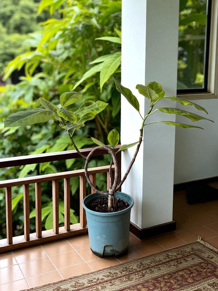Ficus Elastica Lemon Lime - Bendy - Potted plant - POTT - FICU - GRW - 7284 - Tumbleweed Plants - Online Plant Delivery Singapore