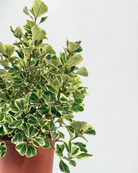 Ficus Triangularis Variegated (0.5m) - grow pot - Potted plant - Tumbleweed Plants - Online Plant Delivery Singapore