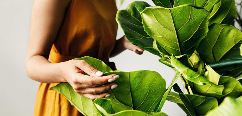 easy to care ficus lyrata plant
