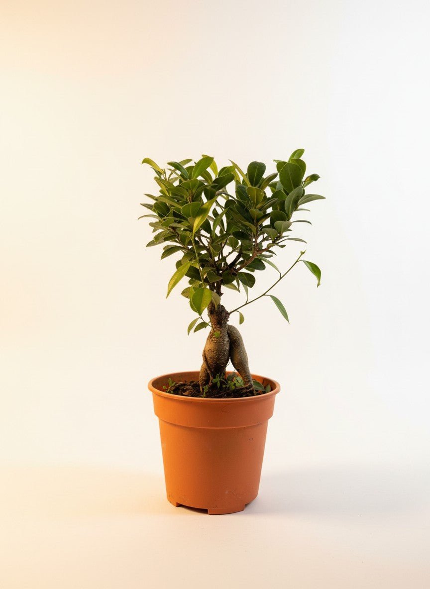 Ficus Ginseng Bonsai - Plant Arrangement - - Tumbleweed Plants - Online Plant Delivery Singapore
