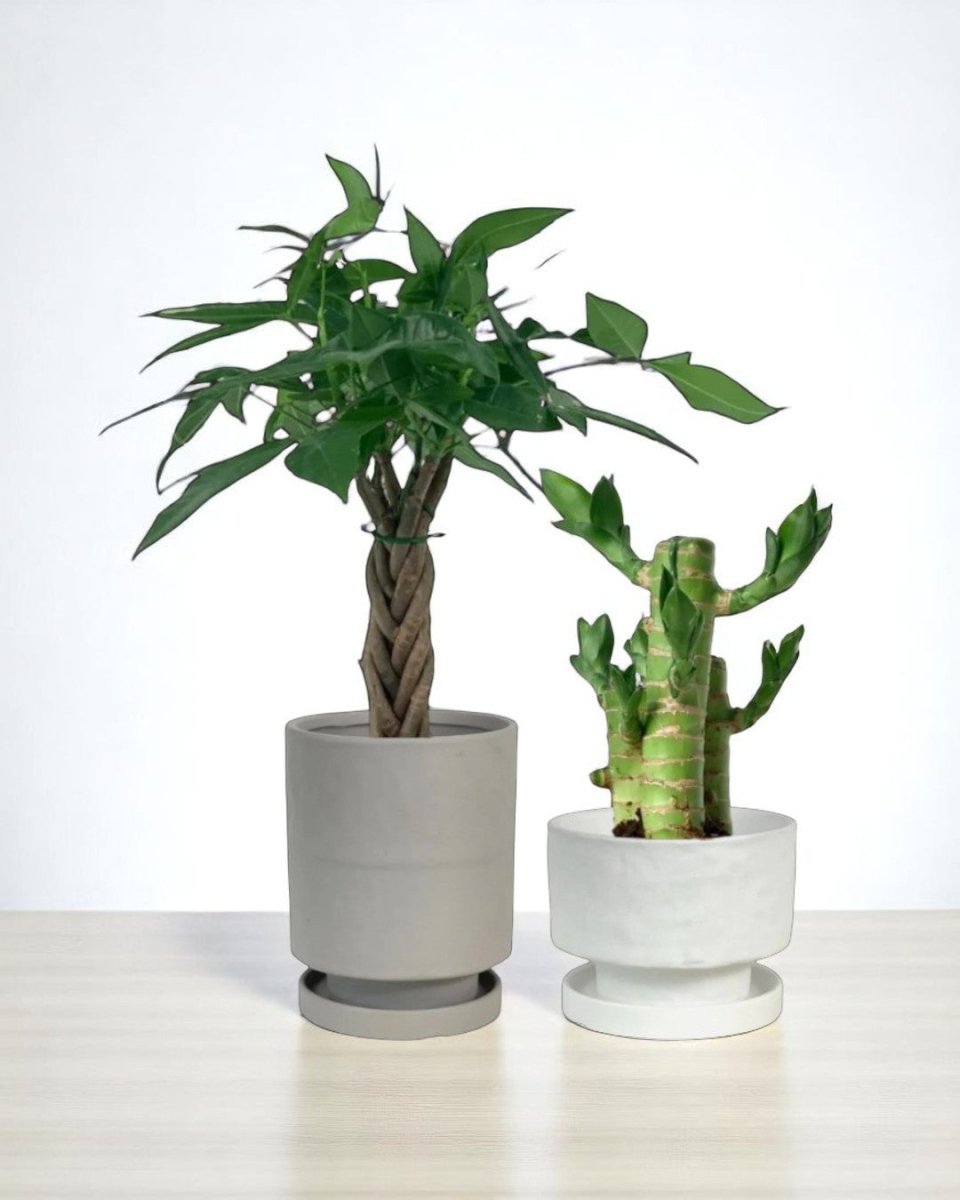 indoor plant gift set Gift-Ready Set