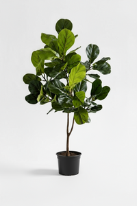Fiddle-leaf Fig (Life-like Artificial) - Potted plant -  Tumbleweed Plants
