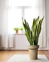 Halo Planters (Large)