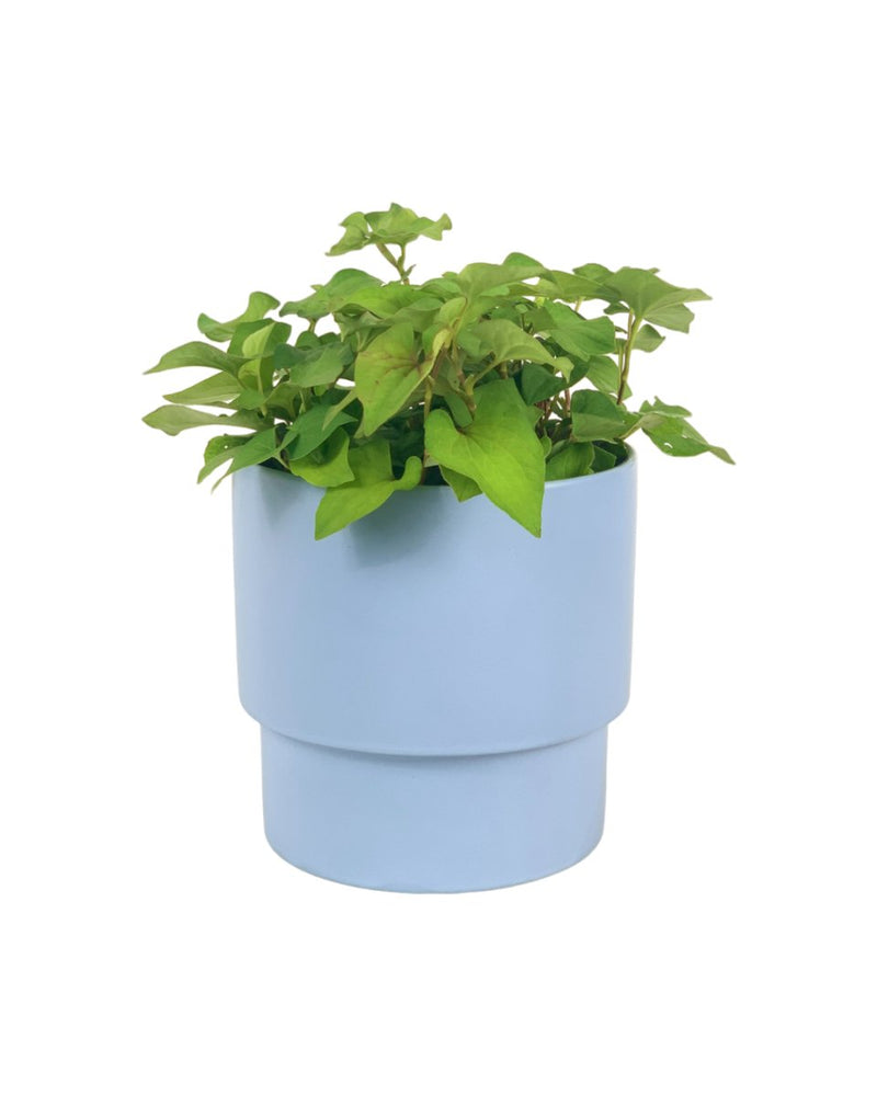 Houttuynia cordata (Chameleon Plant) Herb - grow pot - Potted plant - Tumbleweed Plants - Online Plant Delivery Singapore