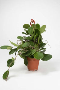 Hoya Obovata - Potted plant - POTT - HOYA - 7467 - Tumbleweed Plants - Online Plant Delivery Singapore