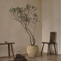 Island Tree - Real - Trunk Artificial - Potted plant - POTT - ISLA - SPR - 7278 - Tumbleweed Plants - Online Plant Delivery Singapore