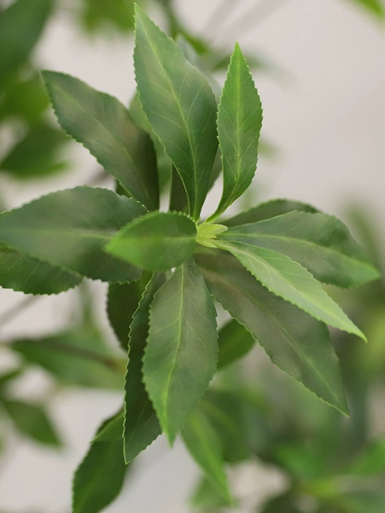 Japanese Andromeda - Real - Trunk Artificial - Potted plant - 4921603839550 - Tumbleweed Plants - Online Plant Delivery Singapore