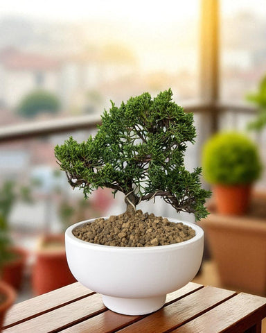 Japanese Juniperus Shinpaku