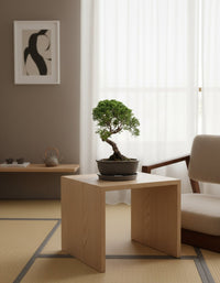 Japanese Juniperus Shinpaku - Potted plant - POTT - JAPA - 7266 - Tumbleweed Plants - Online Plant Delivery Singapore