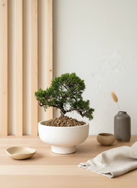 Japanese Juniperus Shinpaku - Potted plant - POTT - JAPA - 7267 - Tumbleweed Plants - Online Plant Delivery Singapore