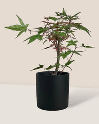 Japanese Maple - onyx aura ceramic pot - large/black - Potted plant - Tumbleweed Plants - Online Plant Delivery Singapore