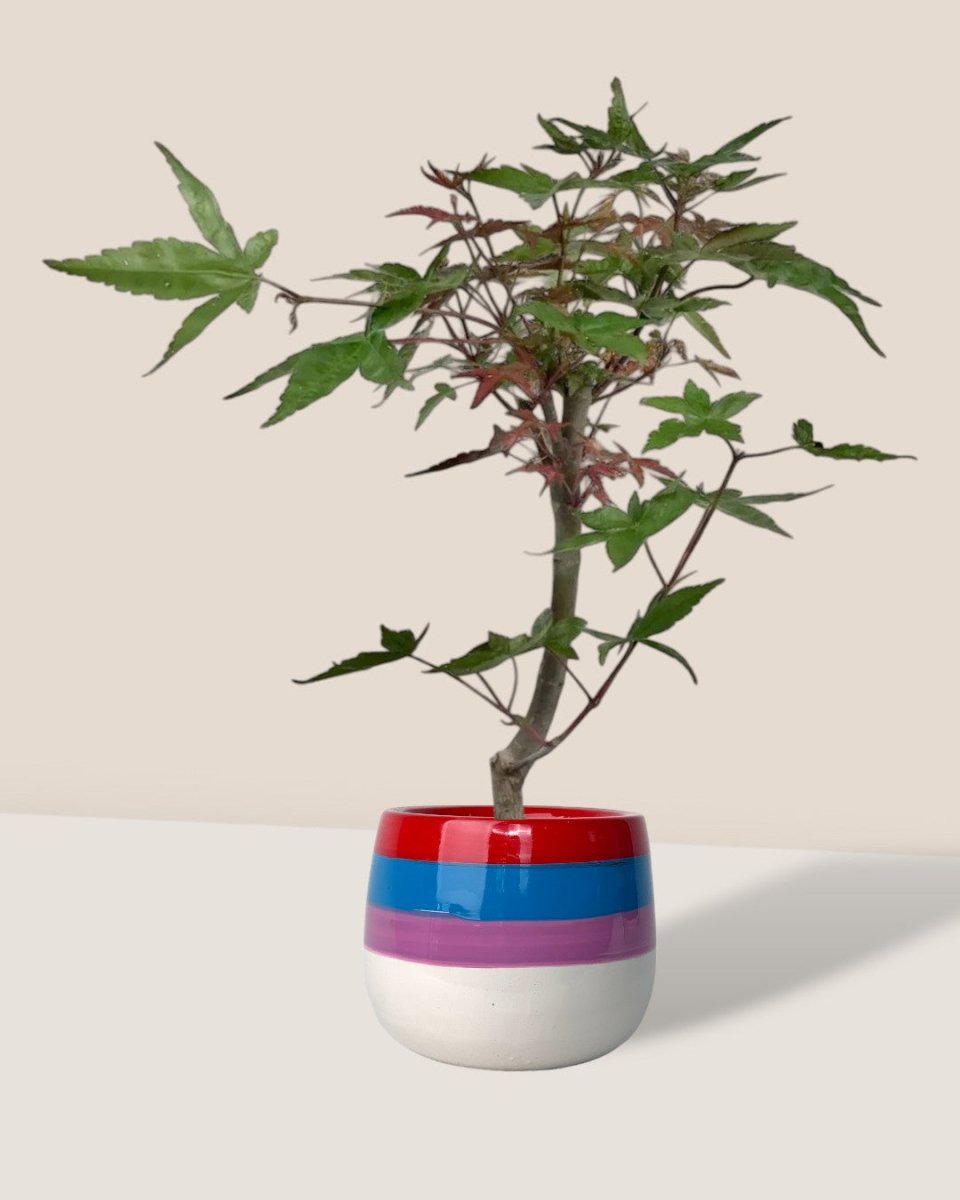 Japanese Maple - poppy color planters - rapunzel - Potted plant - Tumbleweed Plants - Online Plant Delivery Singapore