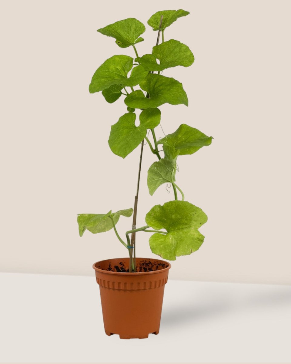 Japanese Melon Plant (Japan) - grow pot - Potted plant - Tumbleweed Plants - Online Plant Delivery Singapore
