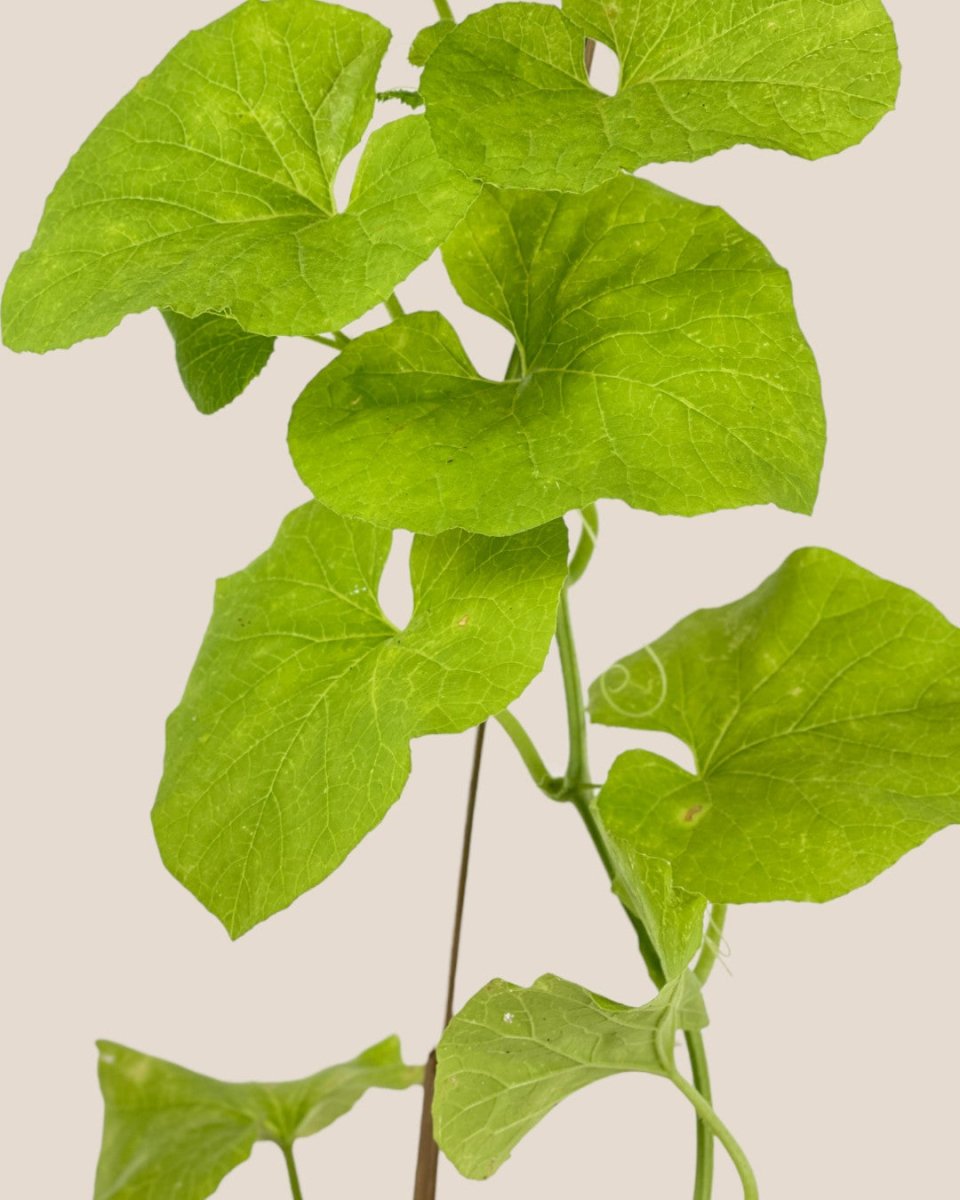 Japanese Melon Plant (Japan) - grow pot - Potted plant - Tumbleweed Plants - Online Plant Delivery Singapore