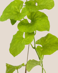 Japanese Melon Plant (Japan) - grow pot - Potted plant - Tumbleweed Plants - Online Plant Delivery Singapore