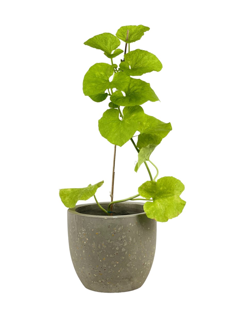Japanese Melon Plant (Japan) - grow pot - Potted plant - Tumbleweed Plants - Online Plant Delivery Singapore