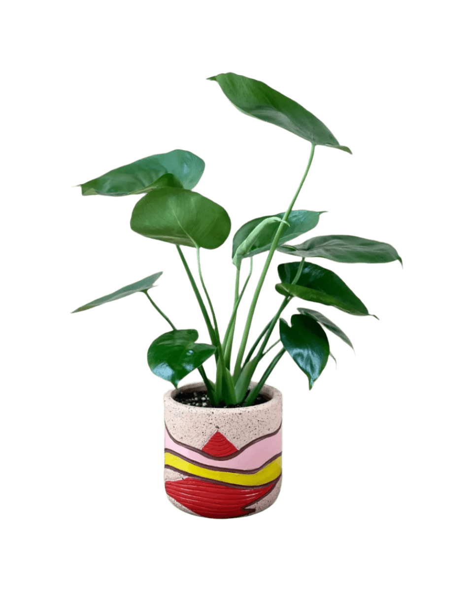 Junior Monstera Deliciosa - Potted plant - POTT - JUNI - GRW - 6262 - Tumbleweed Plants - Online Plant Delivery Singapore