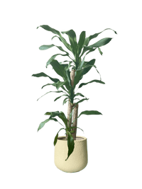 Large Dracaena Fragrans (Iron Tree) - Potted plant - POTT - LARG - MGRW - 6527 - Tumbleweed Plants - Online Plant Delivery Singapore