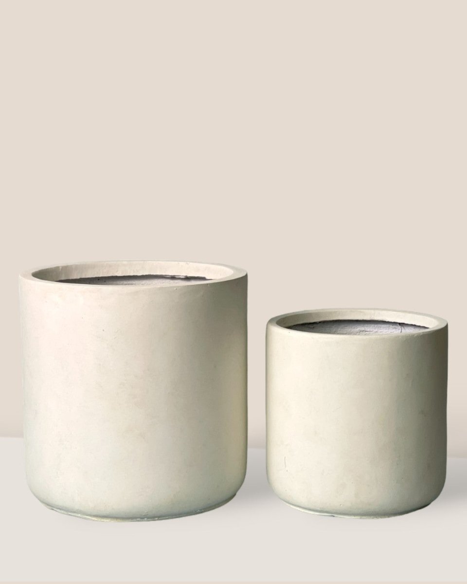 Elysia XL - Pots - POT-LARG-5968 - Tumbleweed Plants - Online Plant Delivery Singapore
