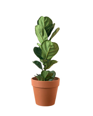 Large Ficus Lyrata (0.8m) - grow pot - Potted plant - Tumbleweed Plants - Online Plant Delivery Singapore