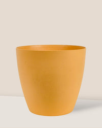 Large Mila - Pot - Tumbleweed Plants - Online Plant Delivery Singapore