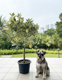 Large Variegated Lemon Tree (1.3 - 1.5m) - Potted plant - POTT - VARI - RCK - 6264 - Tumbleweed Plants - Online Plant Delivery Singapore