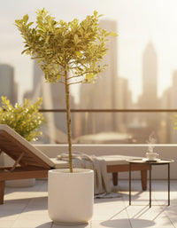 Large Variegated Lemon Tree (1.3 - 1.5m) - Potted plant - POTT - VARI - RCK - 6264 - Tumbleweed Plants - Online Plant Delivery Singapore