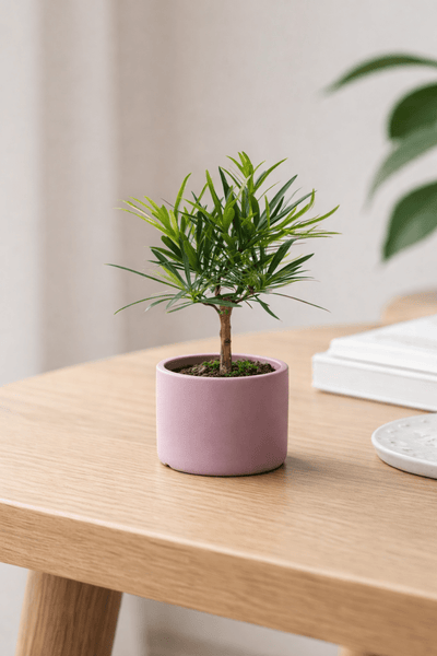 Classic Cylinder Pot - XS