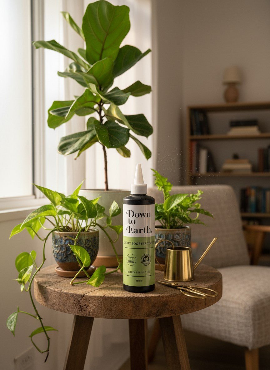 Down To Earth. Light Booster Tonic – Indoor Growth Support - Plant Care - PLAN-DOWN-7943 - Tumbleweed Plants - Online Plant Delivery Singapore