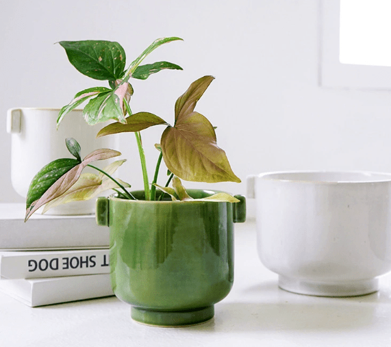 Livia Planter - Pots - 5612008967167 - Tumbleweed Plants - Online Plant Delivery Singapore