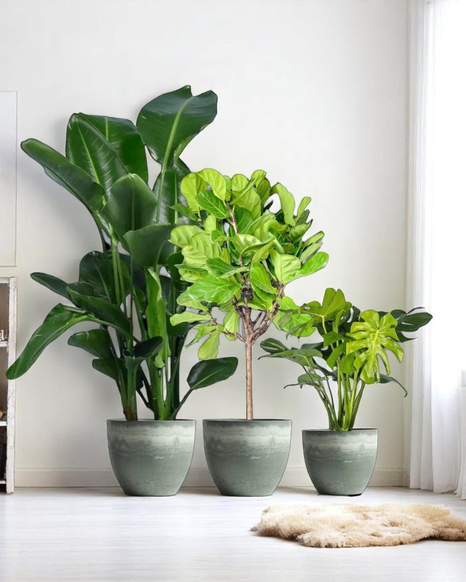 Living Room Statement Set - product - PROD - LIVI - 6942 - Tumbleweed Plants - Online Plant Delivery Singapore