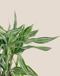 Lucky Bamboo Plant - Variegated - grow pot - Potted plant - Tumbleweed Plants - Online Plant Delivery Singapore