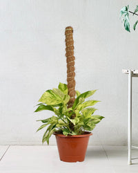 Marble Queen Plant 0.8m - grow pot - Potted plant - Tumbleweed Plants - Online Plant Delivery Singapore