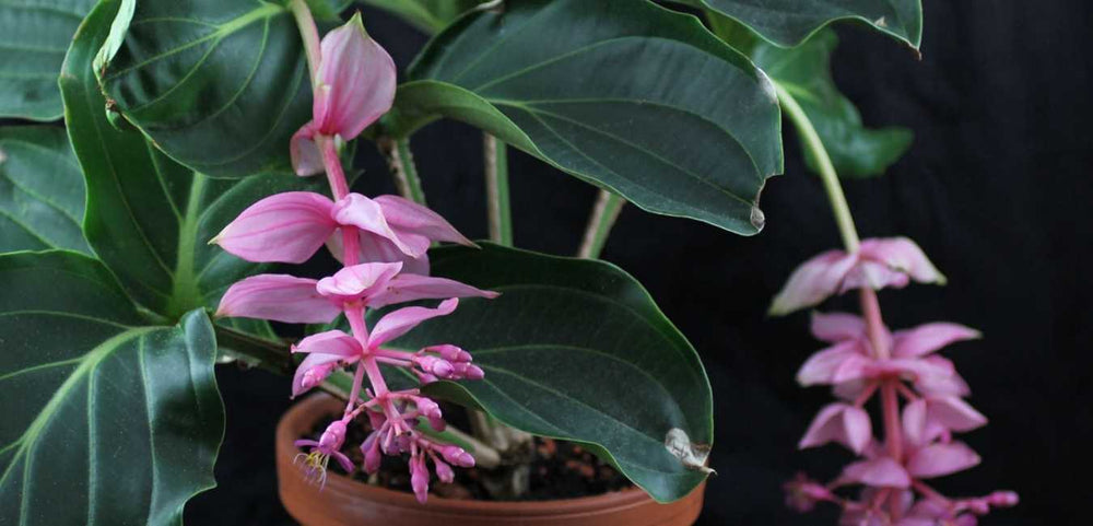 Medinilla Plant Care Singapore