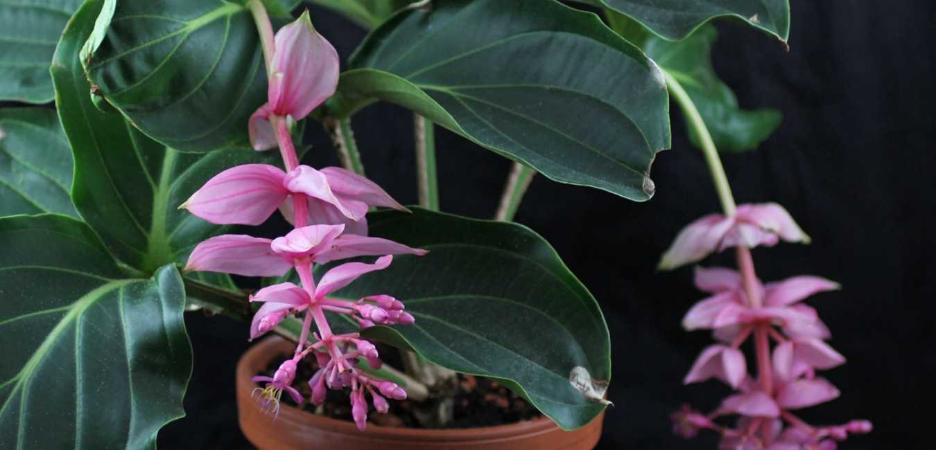 Medinilla Plant Care Singapore