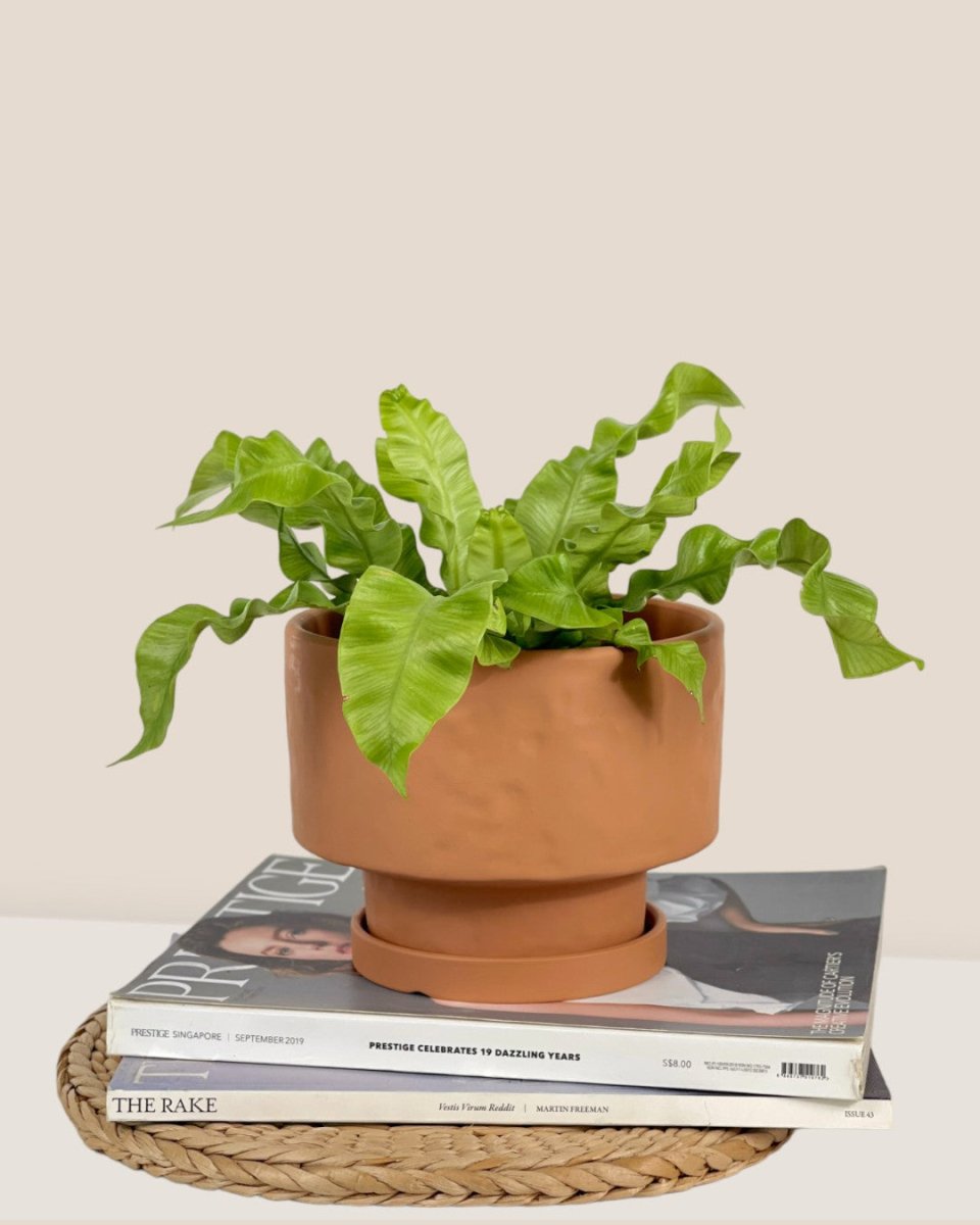Medium Astra Pot - brown - Pot - Tumbleweed Plants - Online Plant Delivery Singapore