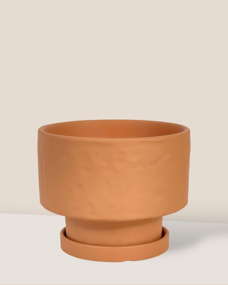 Medium Astra Pot - brown - Pot - Tumbleweed Plants - Online Plant Delivery Singapore