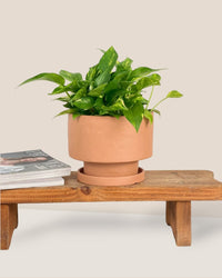 Medium Astra Pot - brown - Pot - Tumbleweed Plants - Online Plant Delivery Singapore