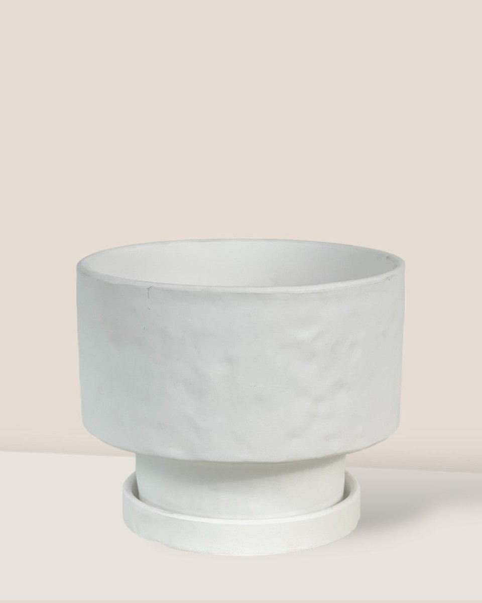 Medium Astra Pot - white - Pot - Tumbleweed Plants - Online Plant Delivery Singapore