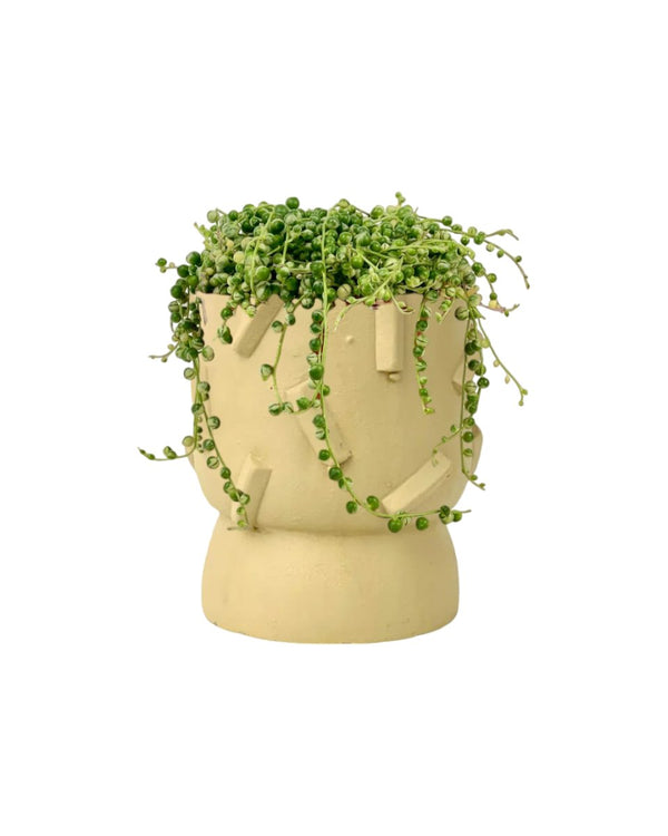 Medium String of Pearls Variegated - grow pot - Potted plant - Tumbleweed Plants - Online Plant Delivery Singapore