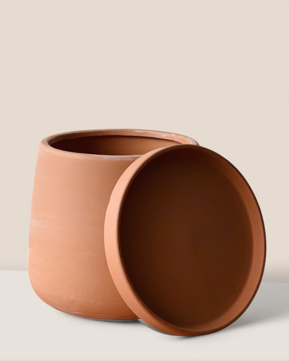 Medium Tulip Pot with Tray - Pots - POTS - MEDI - BRW - 6512 - Tumbleweed Plants - Online Plant Delivery Singapore