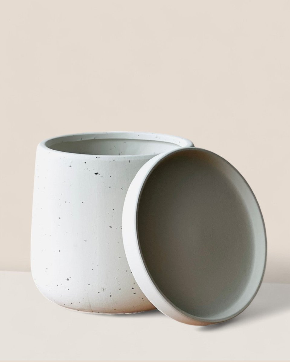 Medium Tulip Pot with Tray - Pots - POTS - MEDI - BRW - 6512 - Tumbleweed Plants - Online Plant Delivery Singapore