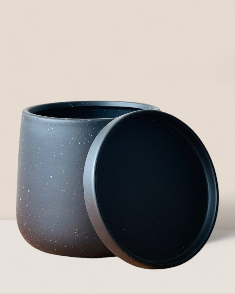 Medium Tulip Pot with Tray - Pots - POTS - MEDI - BRW - 6512 - Tumbleweed Plants - Online Plant Delivery Singapore