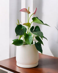 Medium Tulip Pot with Tray - Pots - POTS - MEDI - BRW - 6512 - Tumbleweed Plants - Online Plant Delivery Singapore